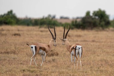 Impala (Aepyceros melampus) Maasai Mara, Kenya.
