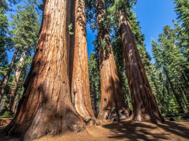 Bebek annesiyle ziyaret Sequoia national park California, ABD