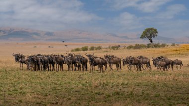 Savannah wildebeest büyük sürüsü. Büyük göç. Kenya. Tanzanya. Masai Mara Ulusal Park. Mükemmel bir örnek.