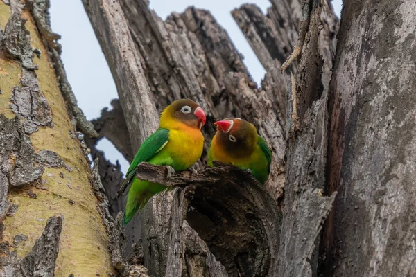 Two Fischer Lovebirds Agapornis Fischeri Nuzzle Each Other Ngorongoro Conservation — Stock Photo, Image