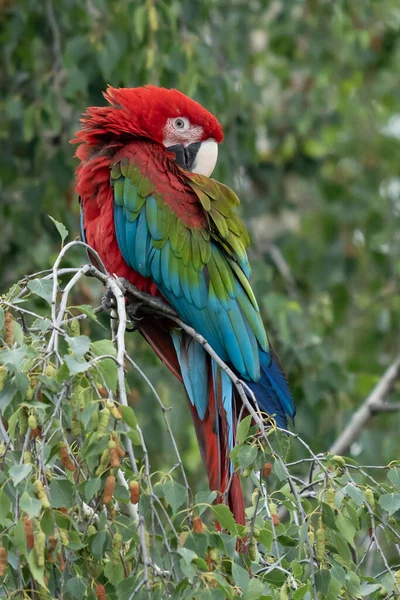 Scarlet Macaws Ara Macao Bird Sitting Branch Macaw Parrots Costa — Stock Photo, Image