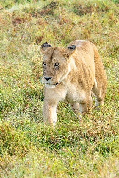 Big lion lying on savannah grass. Landscape with characteristic trees on the plain and hills in the background