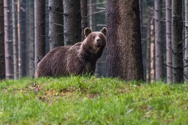 Vahşi Boz Ayı (Ursus arctos). Doğal yaşam alanı. Slovakya