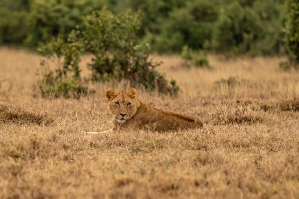 Big lion lying on savannah grass. Landscape with characteristic trees on the plain and hills in the background