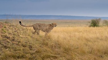 A horizontal photograph of a female Cheetah (acinonyx jubatus) and her cubs on an anthill on the lookout over the plains in the Masai Mara at sunrise