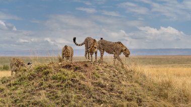 A horizontal photograph of a female Cheetah (acinonyx jubatus) and her cubs on an anthill on the lookout over the plains in the Masai Mara at sunrise