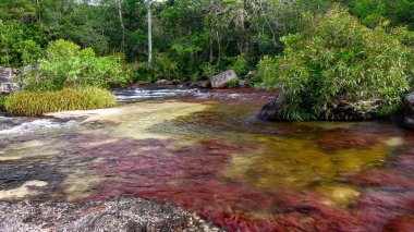Kolombiya 'daki gökkuşağı nehri ya da beş renk nehri en güzel doğa yerlerinden biridir, adı Kristal Kanyon' dur.