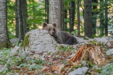 Vahşi Boz Ayı (Ursus arctos). Doğal yaşam alanı. Slovakya