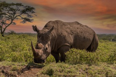 White Rhinoceros Ceratotherium simum Square-lipped Rhinoceros at Khama Rhino Sanctuary Kenya Africa.