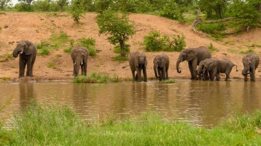 Vahşi Afrika fili, Botswana, Afrika