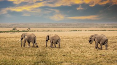 Vahşi Afrika fili, Botswana, Afrika