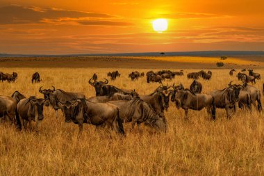 Wildebeest migration, Serengeti National Park, Tanzania, Africa