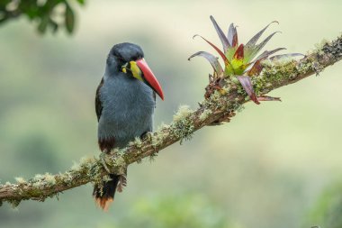 beautiful colored plate-billed mountain toucan (Andigena laminirostris) sitting n the branch very near in the cloud forest
