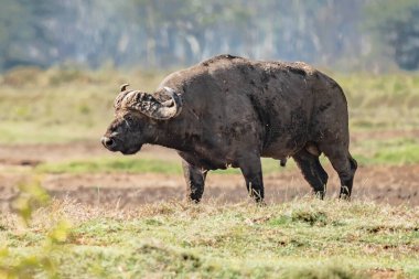 A Big old Cape Buffalo Dagga Bull ( Syncerus caffer) on a open grass plain