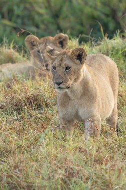 Savannah çim üzerinde yalan büyük aslan. düz ve tepelerin arka planda karakteristik ağaçlarla peyzaj