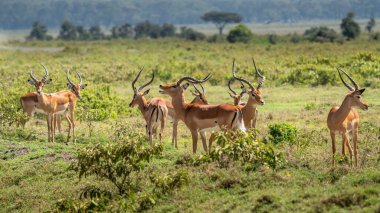 Impala (Aepyceros melampus) Maasai Mara, Kenya.
