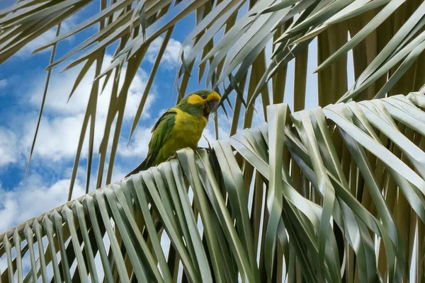 Loro Orejiamarillo Yellow Eared Parrot Ognorhynchus Icterotis Columbia — Stock Photo, Image