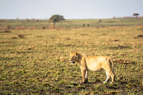 Big lion lying on savannah grass. Landscape with characteristic trees on the plain and hills in the background