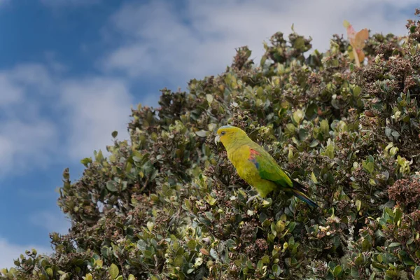 Hapalopsittaca Fuertesi Yellow Green Parrot Blue Head — Stock Photo, Image