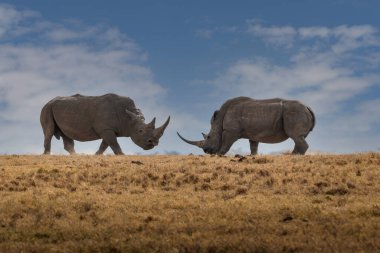 White Rhinoceros Ceratotherium simum Square-lipped Rhinoceros at Khama Rhino Sanctuary Kenya Africa.