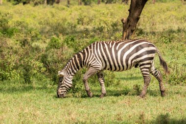 Afrika ovalar zebra tarama ve otlatma kuru kahverengi savannah meralar üzerinde. odaklanmıştır zebra ile bulanık, arka plan üzerinde hayvan uyanık iken onu besleyen