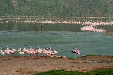 beautiful sunset over Lake Baringo with pink flamingos in the foreground