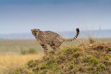 A horizontal photograph of a female Cheetah (acinonyx jubatus) and her cubs on an anthill on the lookout over the plains in the Masai Mara at sunrise