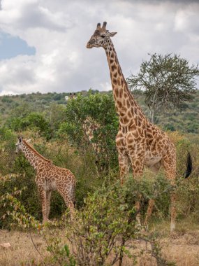 Giraffe in front Amboseli national park Kenya masai mara.(Giraffa reticulata) sunset.