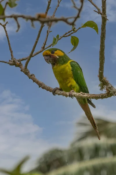 Loro Orejiamarillo Yellow Eared Parrot Ognorhynchus Icterotis Columbia — Stock Photo, Image