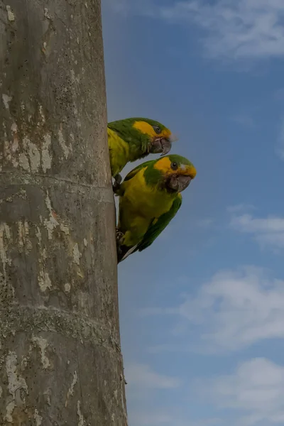 Loro Orejiamarillo Yellow Eared Parrot Ognorhynchus Icterotis Columbia — Stock Photo, Image