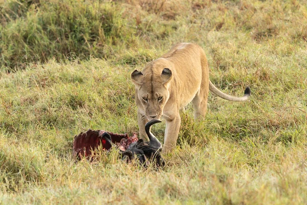 Big lion lying on savannah grass. Landscape with characteristic trees on the plain and hills in the background