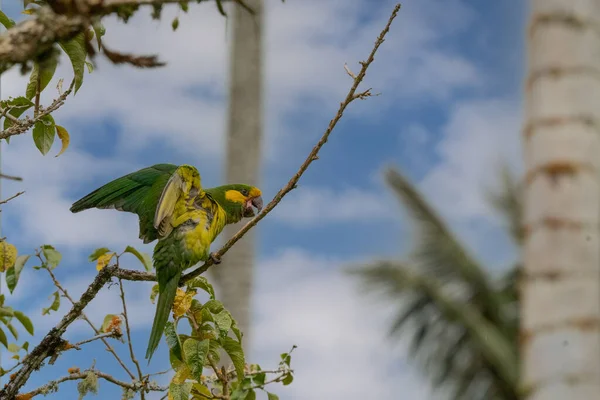 Loro Orejiamarillo Yellow Eared Parrot Ognorhynchus Icterotis Columbia — Stock Photo, Image