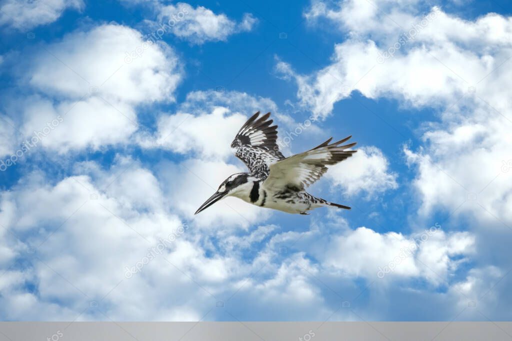 A Pied Kingfisher (Ceryle rudis) in Chobe National Park in Botswana