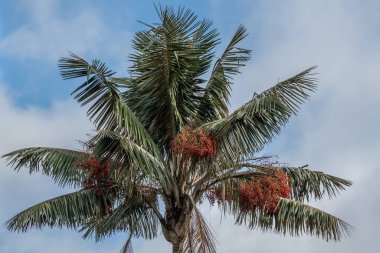 Wax palm trees, native to the humid montane forests of the Andes, towering the landscape of Cocora Valley at Salento, among the coffee zone of Colombia