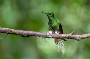 Yeşil ve mavi sinekkuşu, güzel sarı çiçeğin yanında uçuyor. Ekvador 'dan bir kuş, tropik dağ ormanı. Doğadan vahşi yaşam sahnesi. Güney Amerika 'da kuş izleme