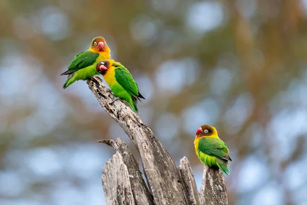 Parrot Agapornis Fischeri Nuzzle Each Other Ngorongoro Conservation Area Tanzania — 스톡 사진
