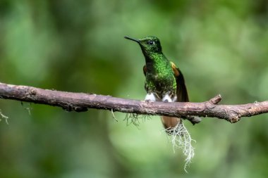 Yeşil ve mavi sinekkuşu, güzel sarı çiçeğin yanında uçuyor. Ekvador 'dan bir kuş, tropik dağ ormanı. Doğadan vahşi yaşam sahnesi. Güney Amerika 'da kuş izleme
