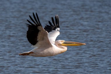 Beyaz pelikan, Pelecanus onocrotalus, Kerkini Gölü, Yunanistan. Mavi su yüzeyinde pelikanlar. Avrupa doğa Wildlife sahnesi. Kuş Dağı arka planı. Uzun Turuncu faturaları ile kuşlar.