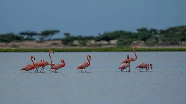 Vintage and retro collage photo of flamingos standing in clear blue sea with sunny sky with cloud and green coconut tree leaves in foreground.