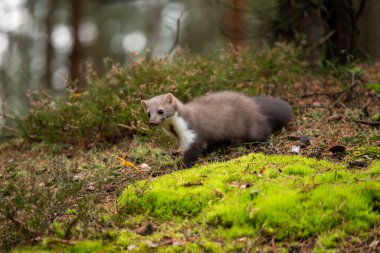 Avrupa Çam Martını (Marten Marten) Yiyecek Arıyor