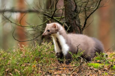 Avrupa Çam Martını (Marten Marten) Yiyecek Arıyor