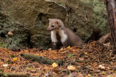 Avrupa Çam Martını (Marten Marten) Yiyecek Arıyor