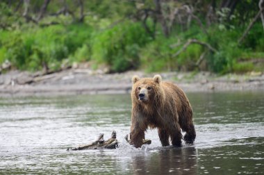 Topraklara hükmeden Kamçatka 'nın kahverengi ayıları (Ursus arctos beringianus)