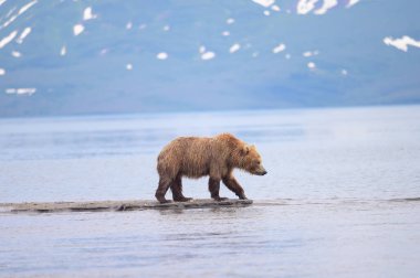 Topraklara hükmeden Kamçatka 'nın kahverengi ayıları (Ursus arctos beringianus)