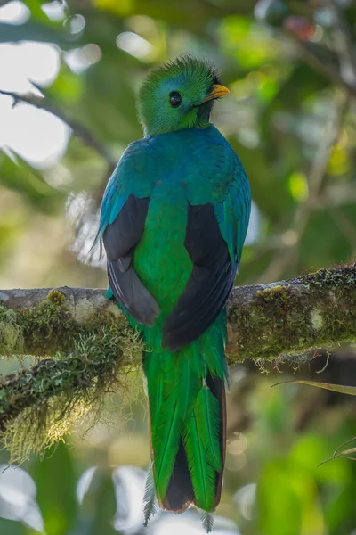 Λαμπρό Quetzal Pharomachrus Mocinno Savegre Στην Κόστα Ρίκα Πράσινο Δάσος — Φωτογραφία Αρχείου