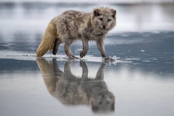 Kaunis Arktinen Kettu Seisoo Kukkulalla Lumessa Talvi Kanada — kuvapankkivalokuva