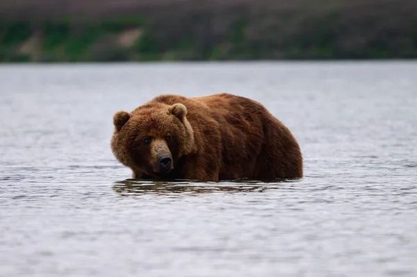 Gobernando Paisaje Osos Pardos Kamchatka Ursus Arctos Beringianus —  Fotos de Stock