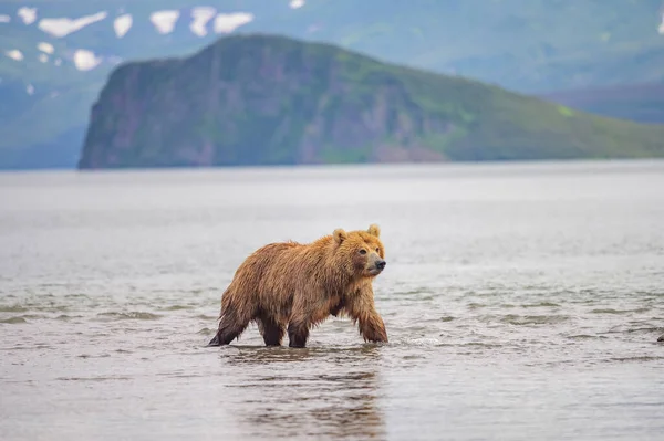 Die Braunbären Von Kamtschatka Ursus Arctos Beringianus Beherrschen Die Landschaft — Stockfoto