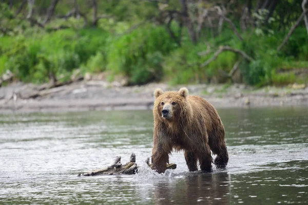 Governando Paisagem Ursos Pardos Kamchatka Ursus Arctos Beringianus — Fotografia de Stock