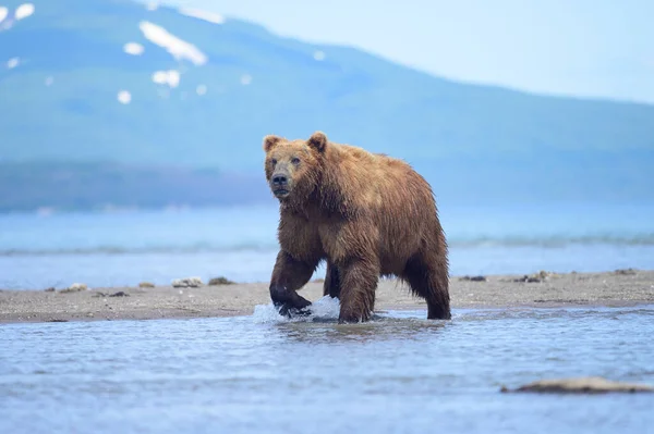 堪察加半岛的棕熊 Ursus Arctos Berπanus 统治着整个风景 — 图库照片